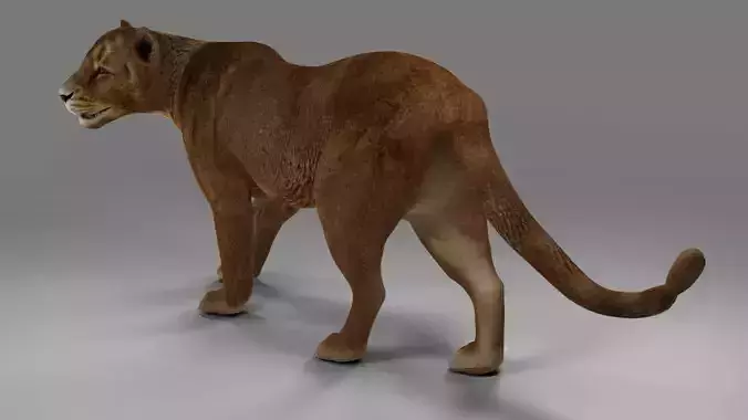 Lioness Rigged  V02 in Blender
