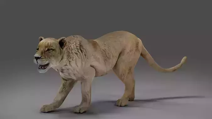 Lioness Rigged V01 in Blender