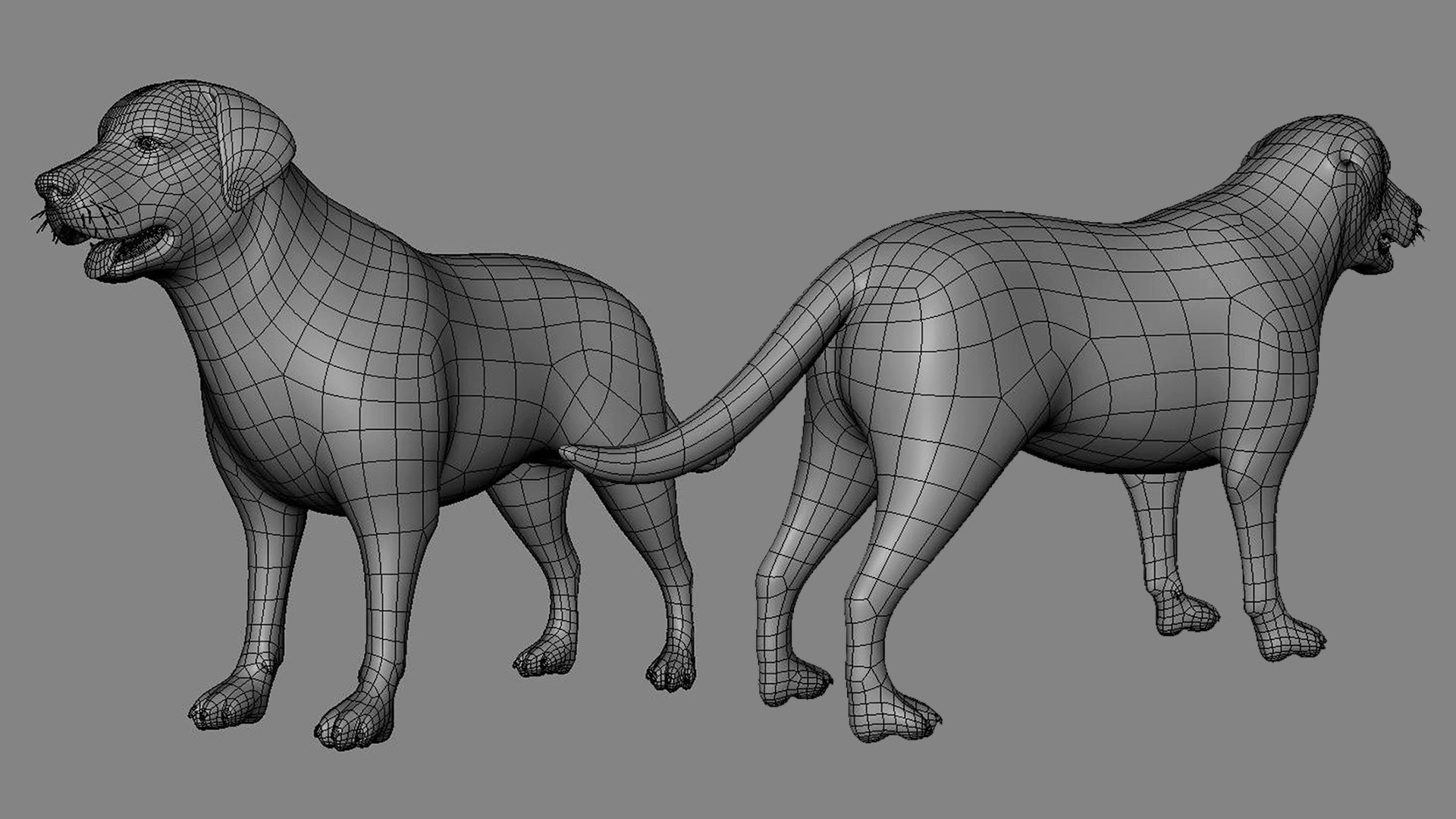 Labrador Dog BaseMesh  Low-poly 3D model_2