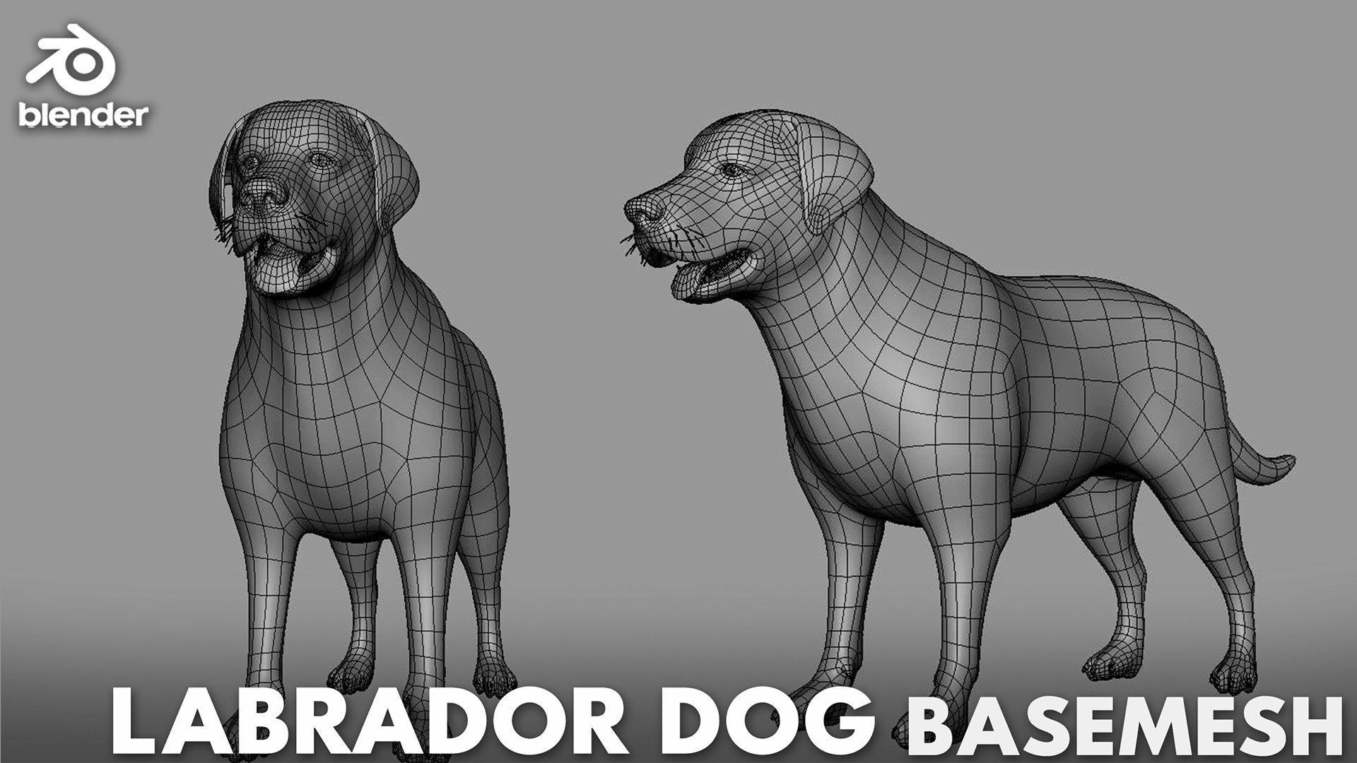 Labrador Dog BaseMesh  Low-poly 3D model_1