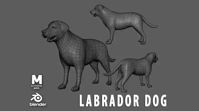 Labrador Dog BaseMesh  Low-poly 3D model
