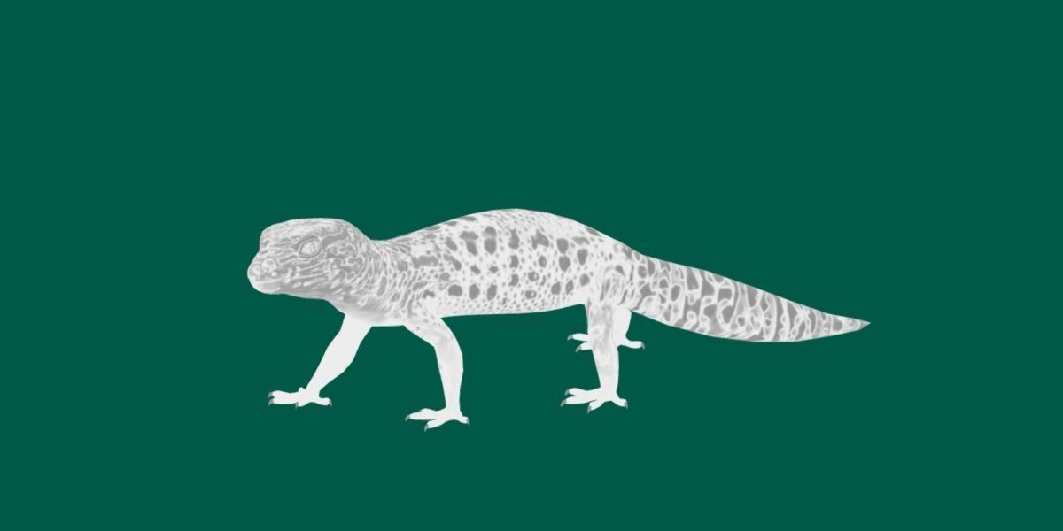 Leopard Gecko Low-poly 3D model_15