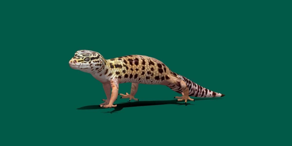 Leopard Gecko Low-poly 3D model_19