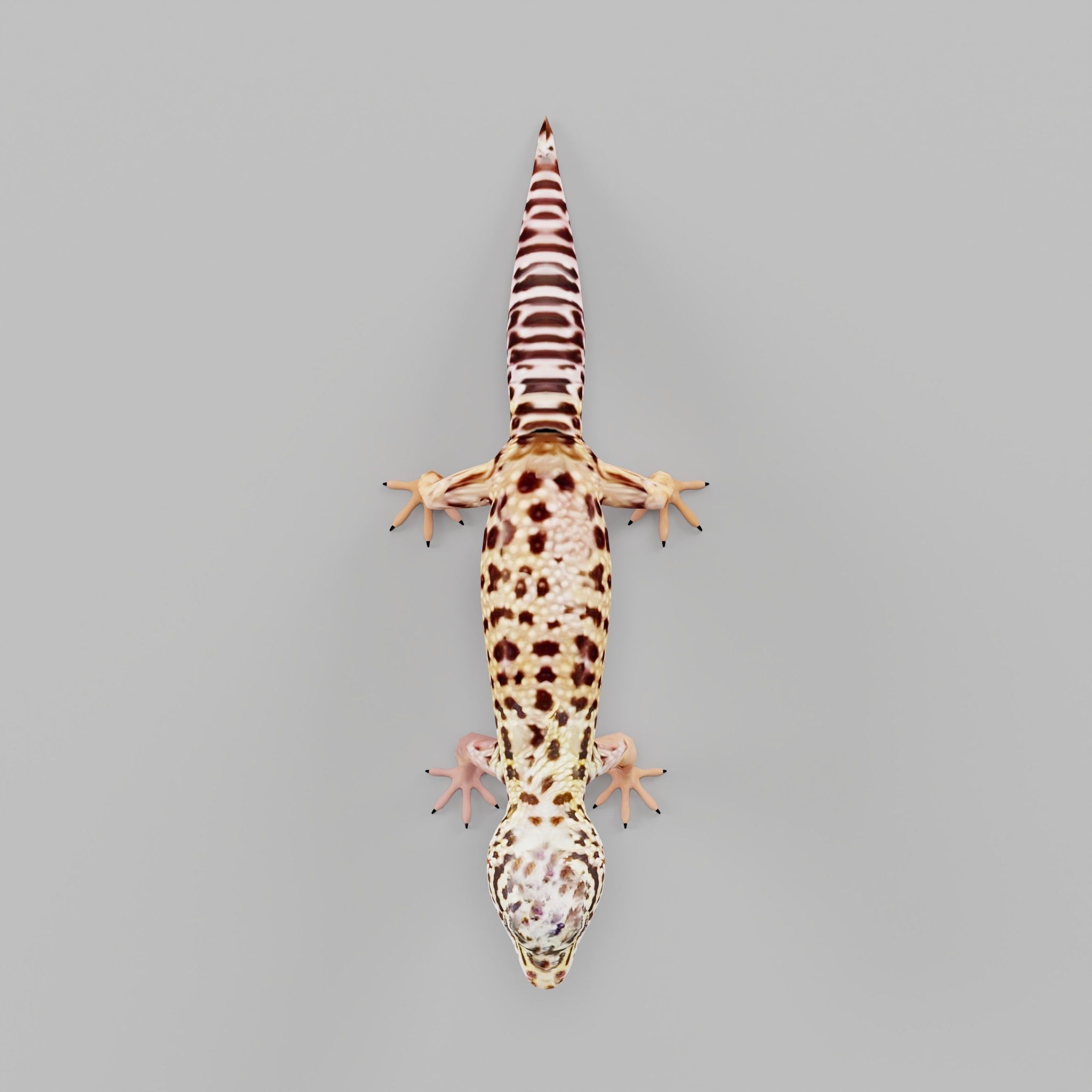 Leopard Gecko Low-poly 3D model_2