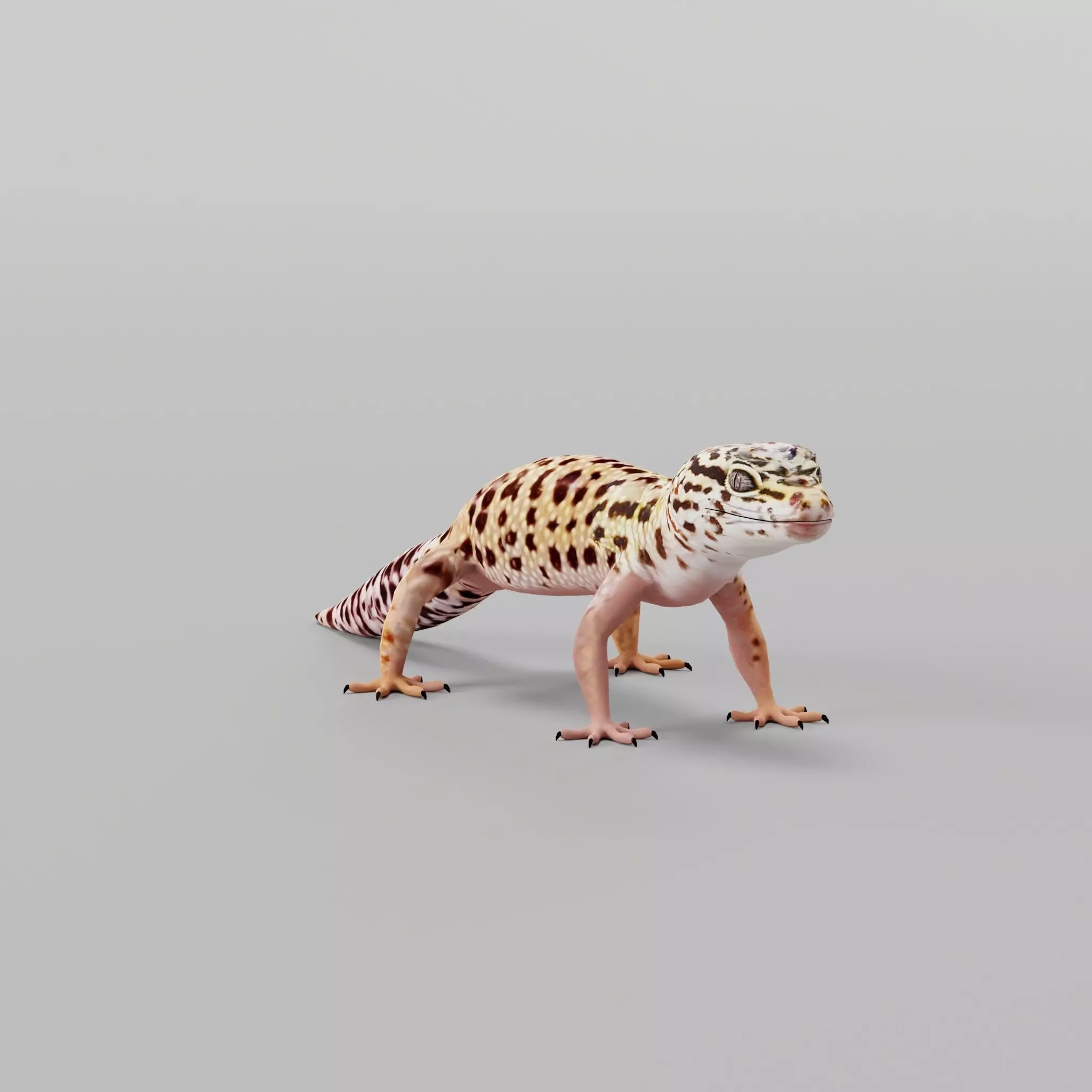 Leopard Gecko Low-poly 3D model_0