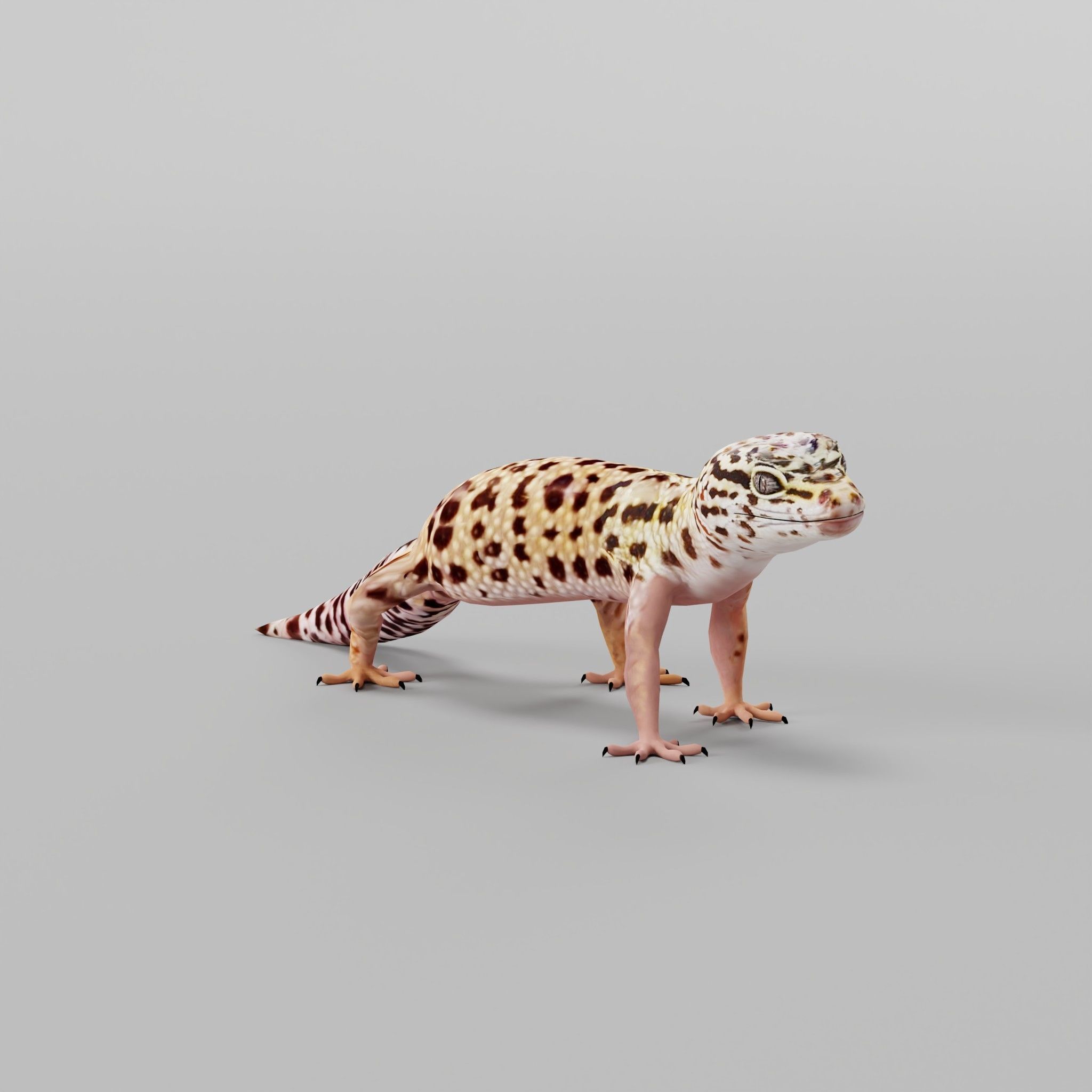 Leopard Gecko Low-poly 3D model_5