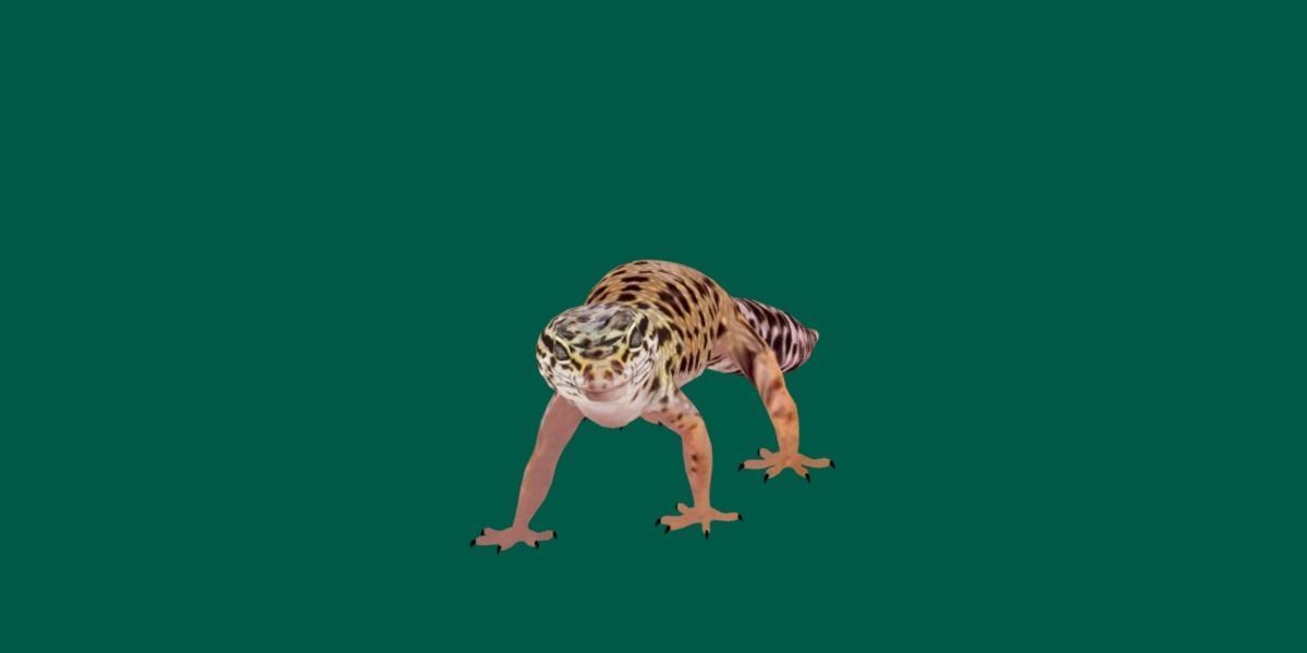 Leopard Gecko Low-poly 3D model_13
