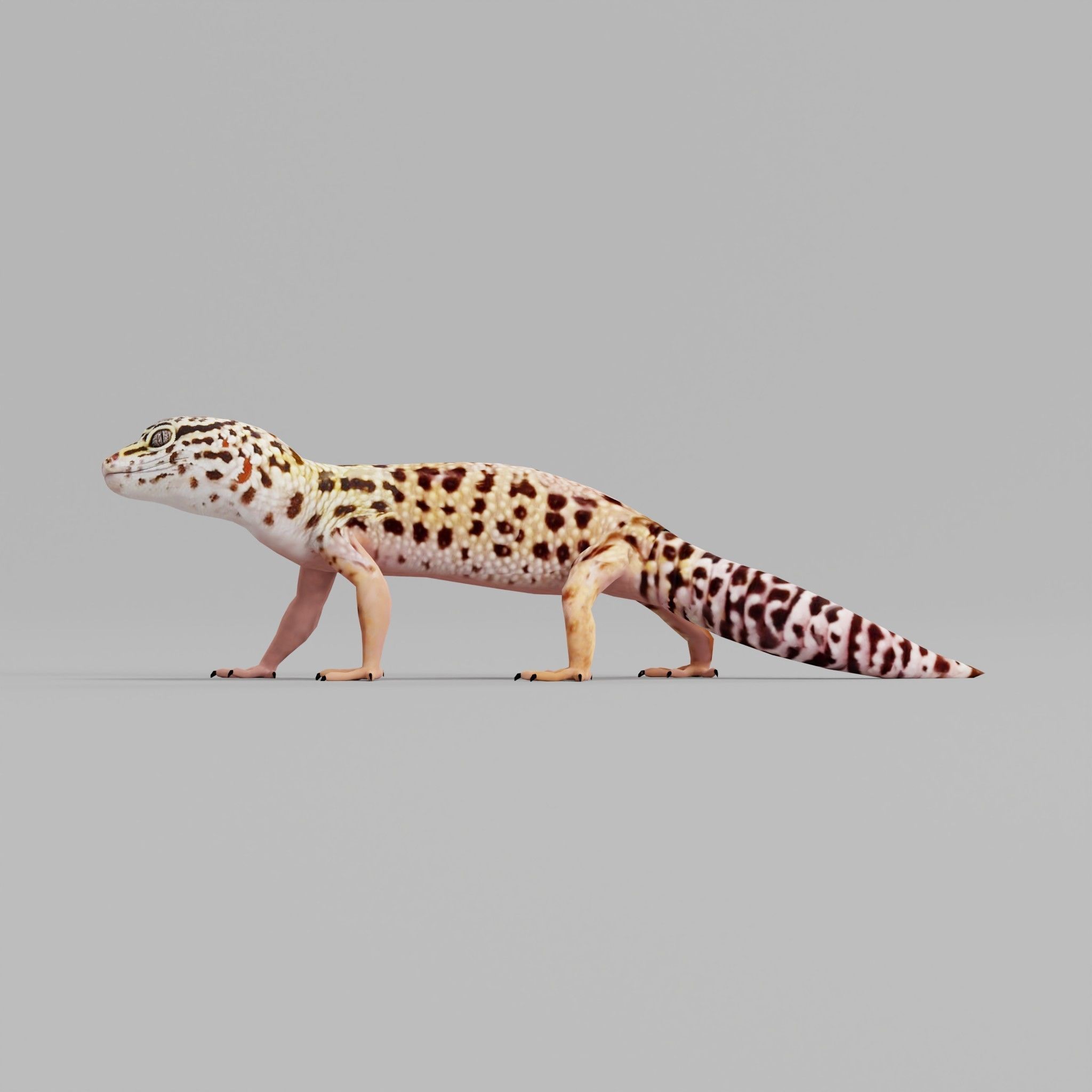 Leopard Gecko Low-poly 3D model_6