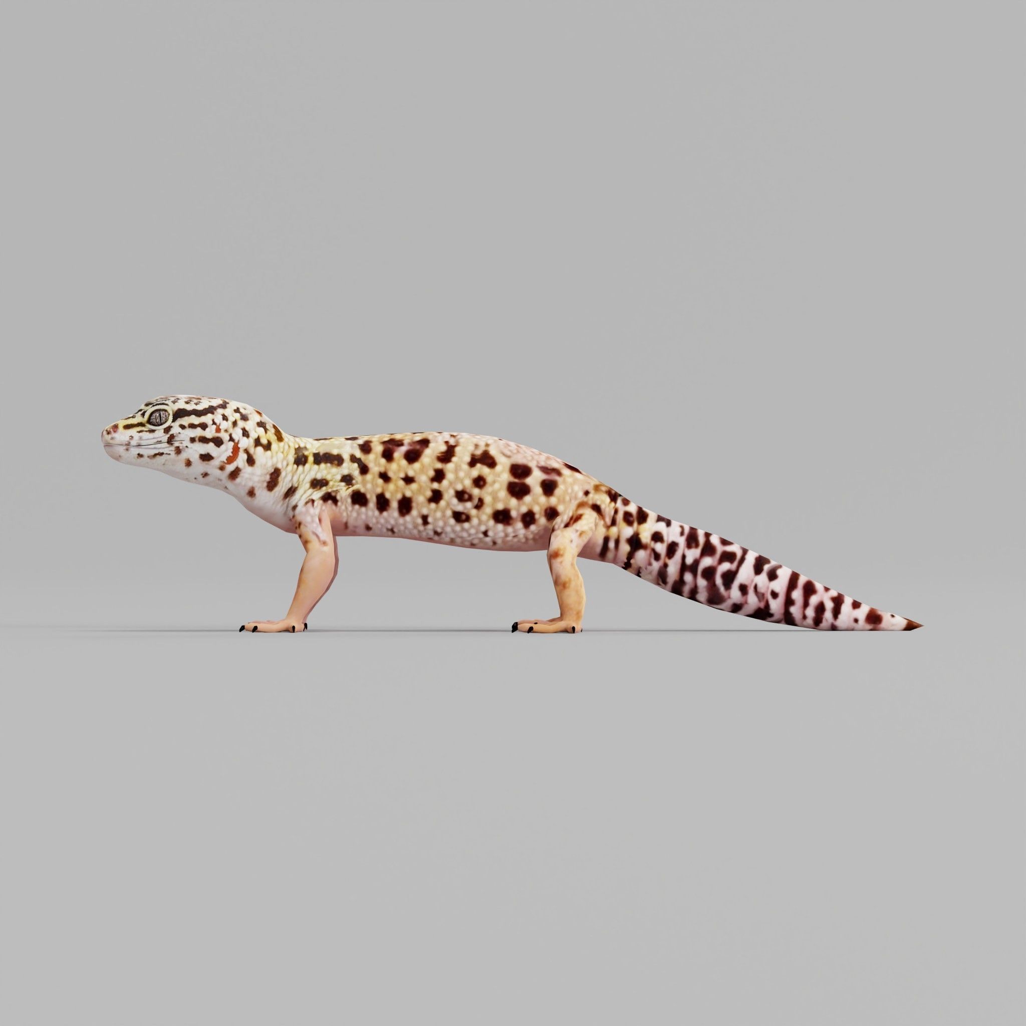 Leopard Gecko Low-poly 3D model_4
