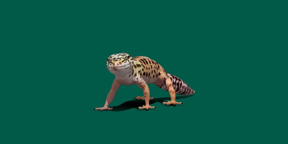Leopard Gecko Low-poly 3D model_8