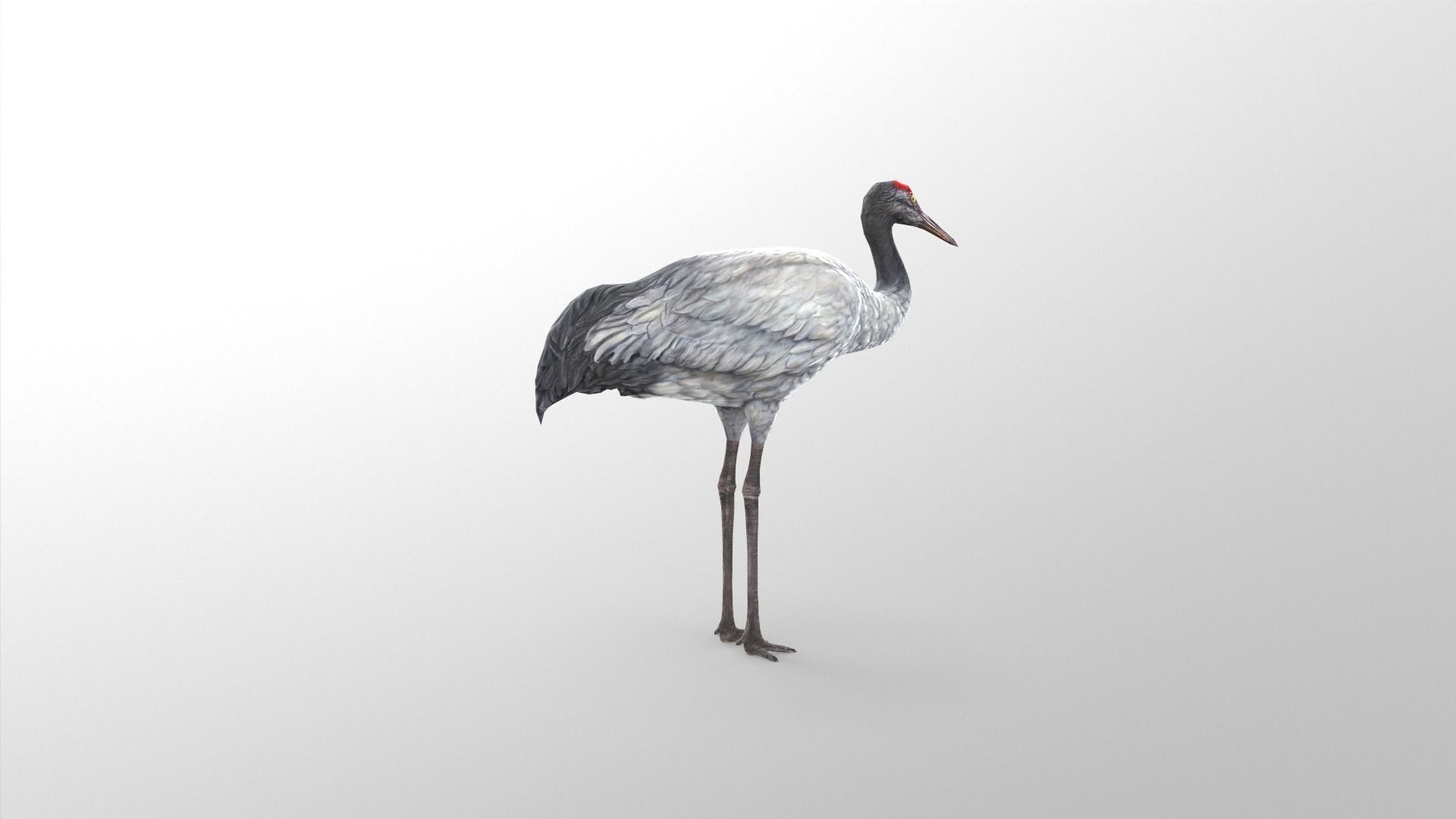 Crane Bird Low Poly  Low-poly 3D model_4