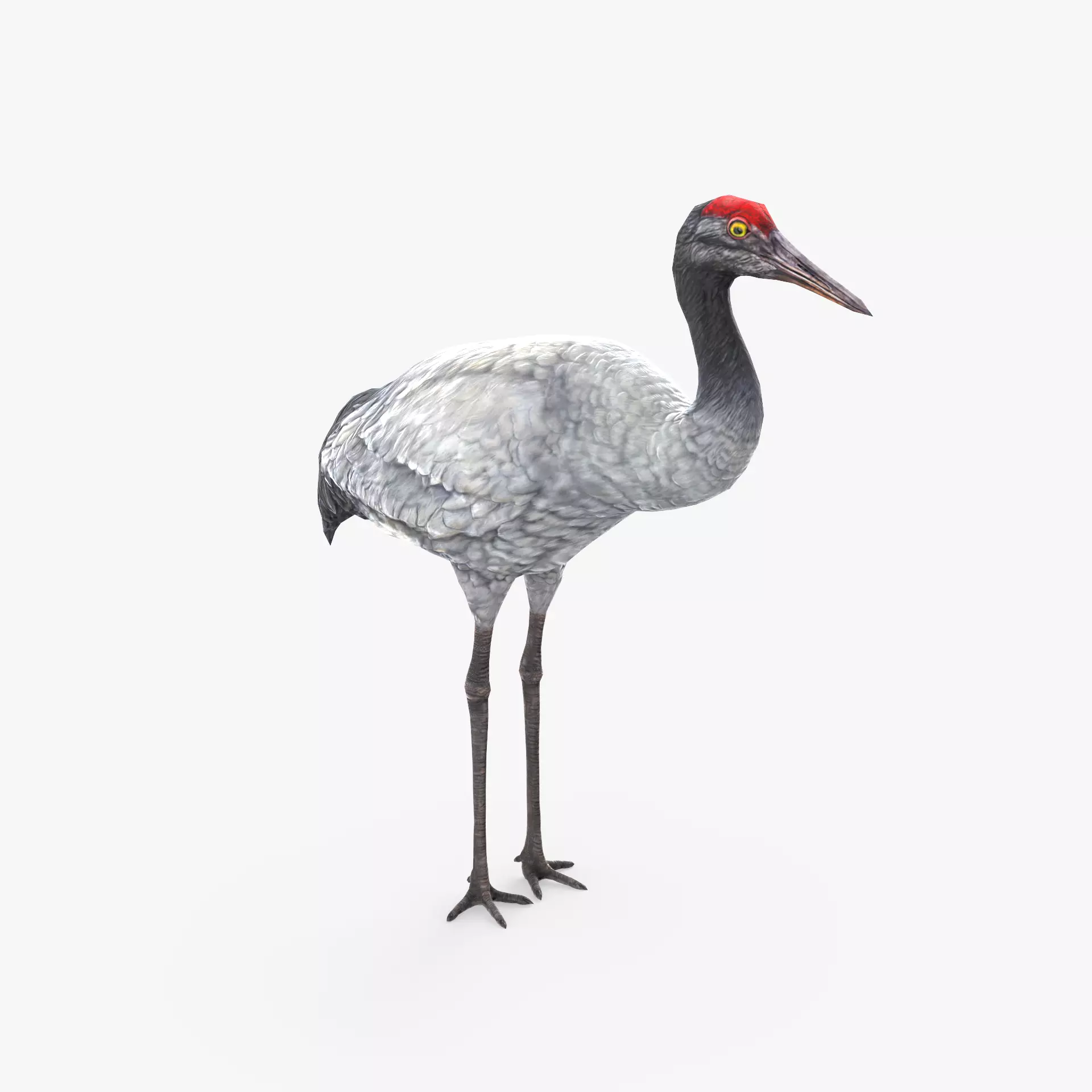 Crane Bird Low Poly  Low-poly 3D model_0