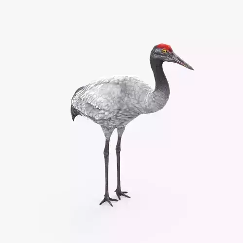 Crane Bird Low Poly  Low-poly 3D model