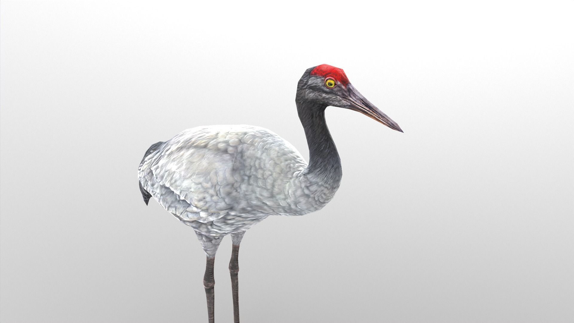 Crane Bird Low Poly  Low-poly 3D model_6
