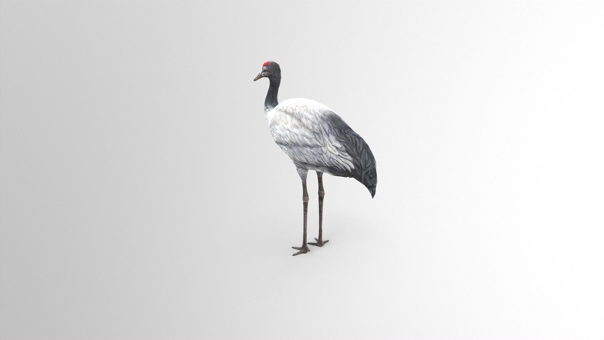 Crane Bird Low Poly  Low-poly 3D model_3