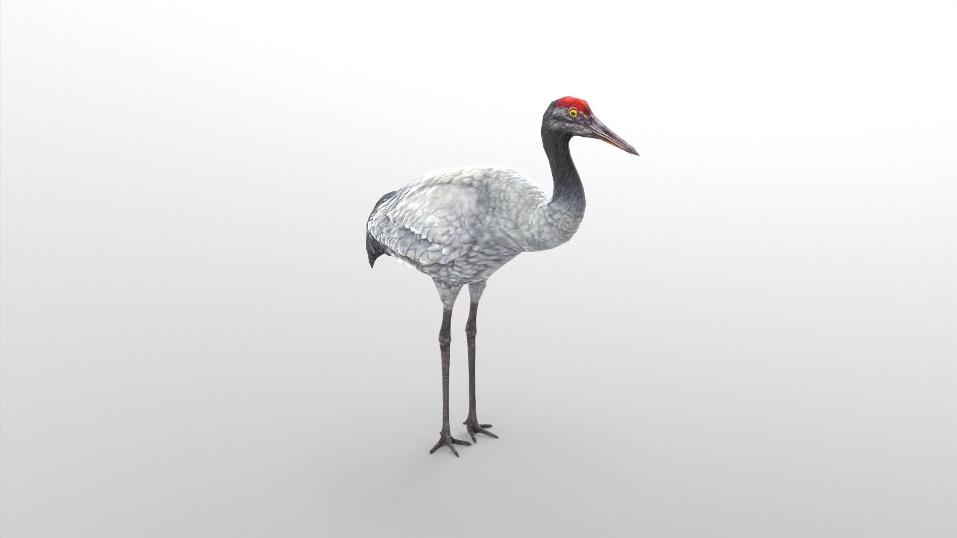 Crane Bird Low Poly  Low-poly 3D model_1