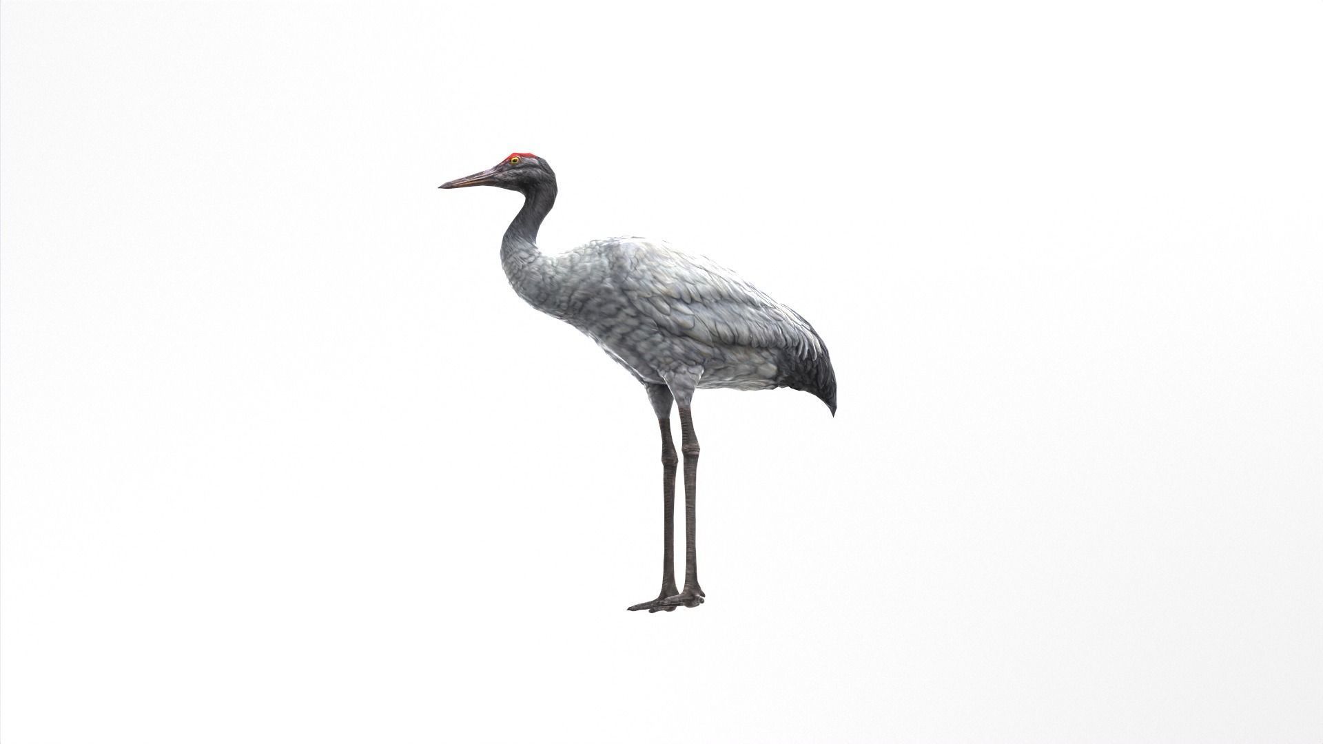 Crane Bird Low Poly  Low-poly 3D model_2