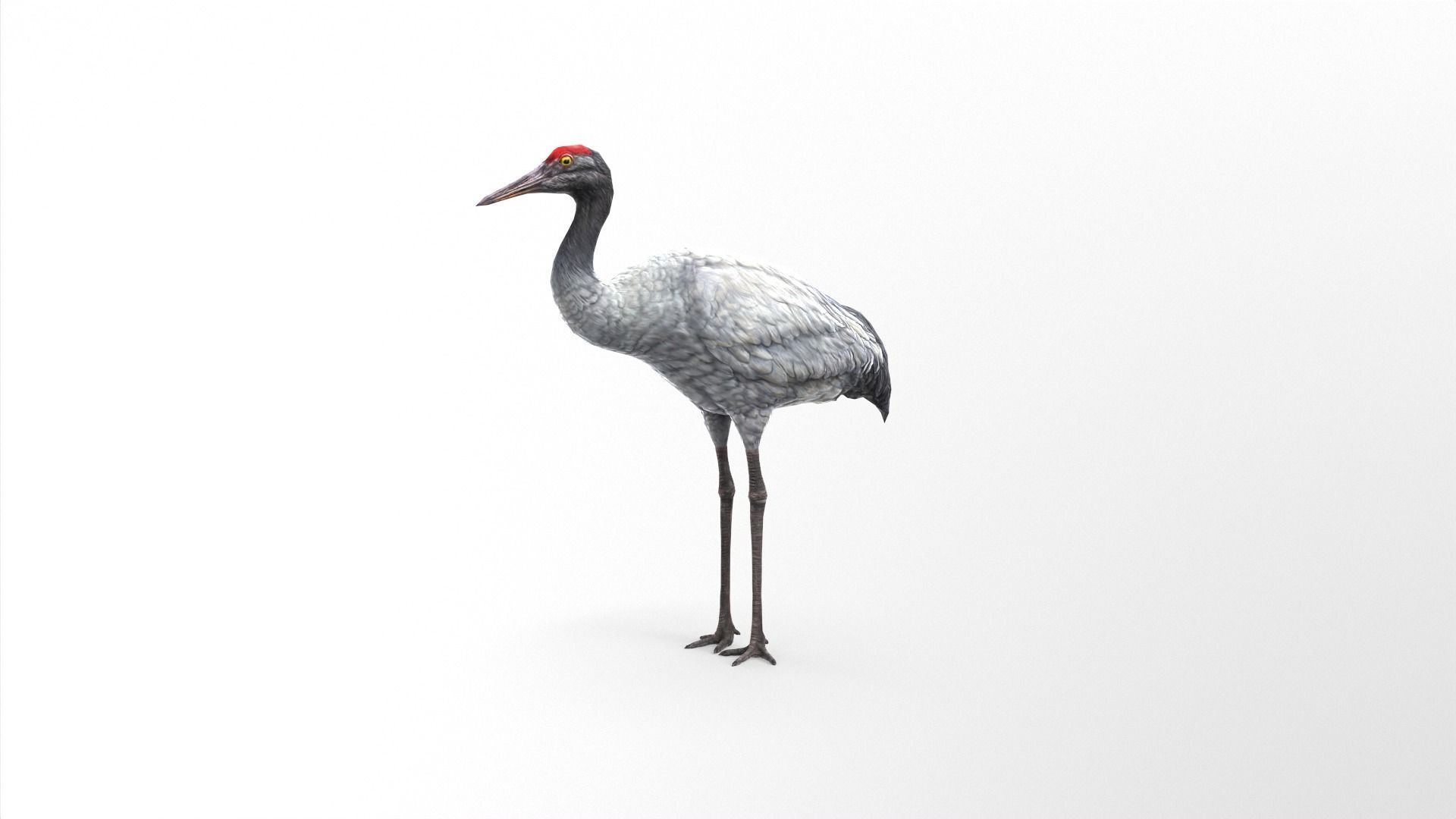 Crane Bird Low Poly  Low-poly 3D model_5