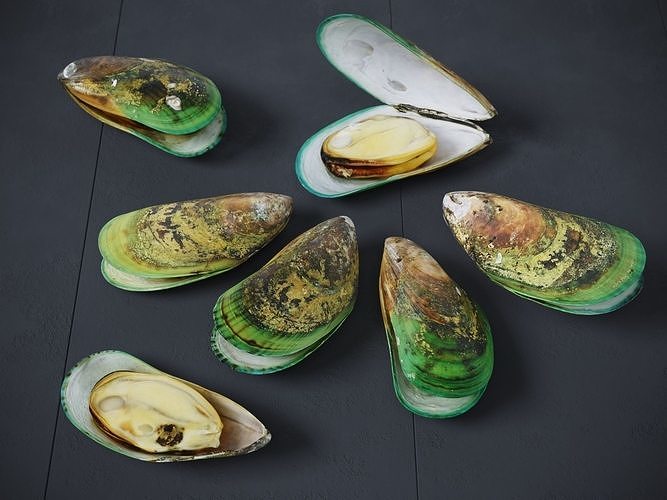 Mussel Green Shell 3D model 3