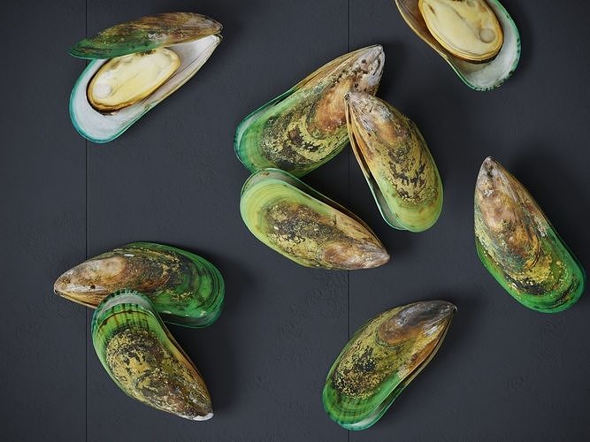 Mussel Green Shell 3D model 6