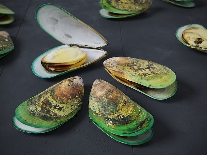 Mussel Green Shell 3D model 2