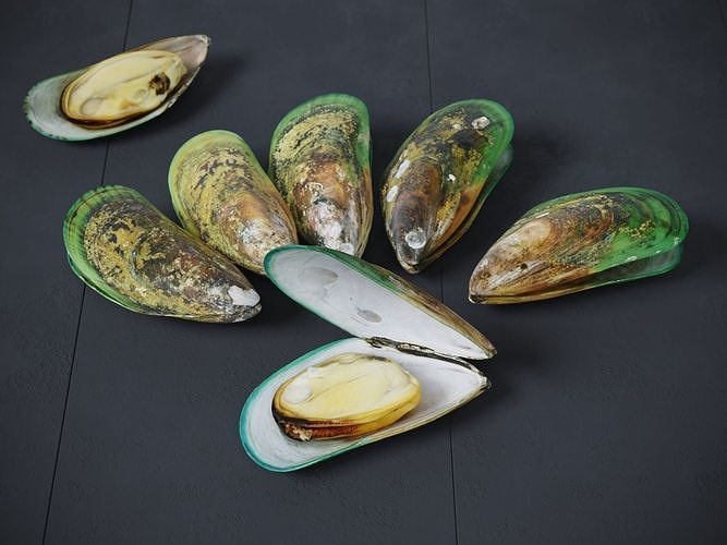 Mussel Green Shell 3D model 5