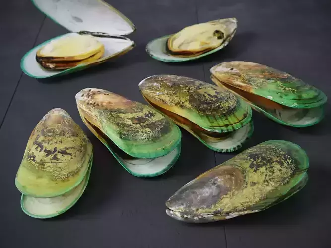 Mussel Green Shell 3D model