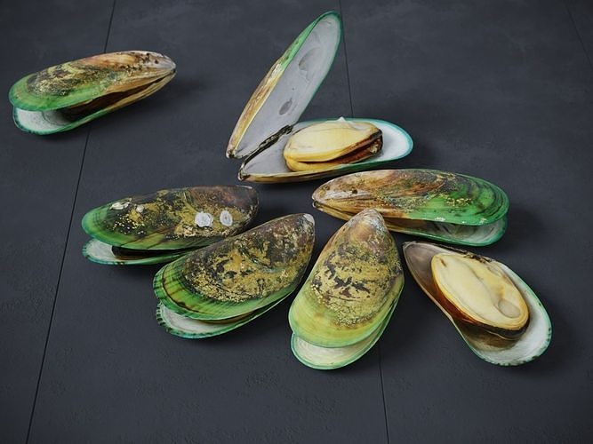 Mussel Green Shell 3D model 4