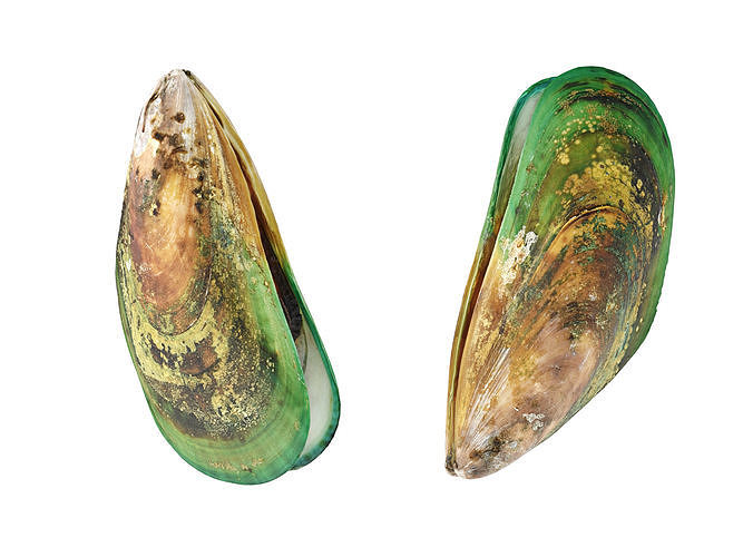Mussel Green Shell 3D model 7