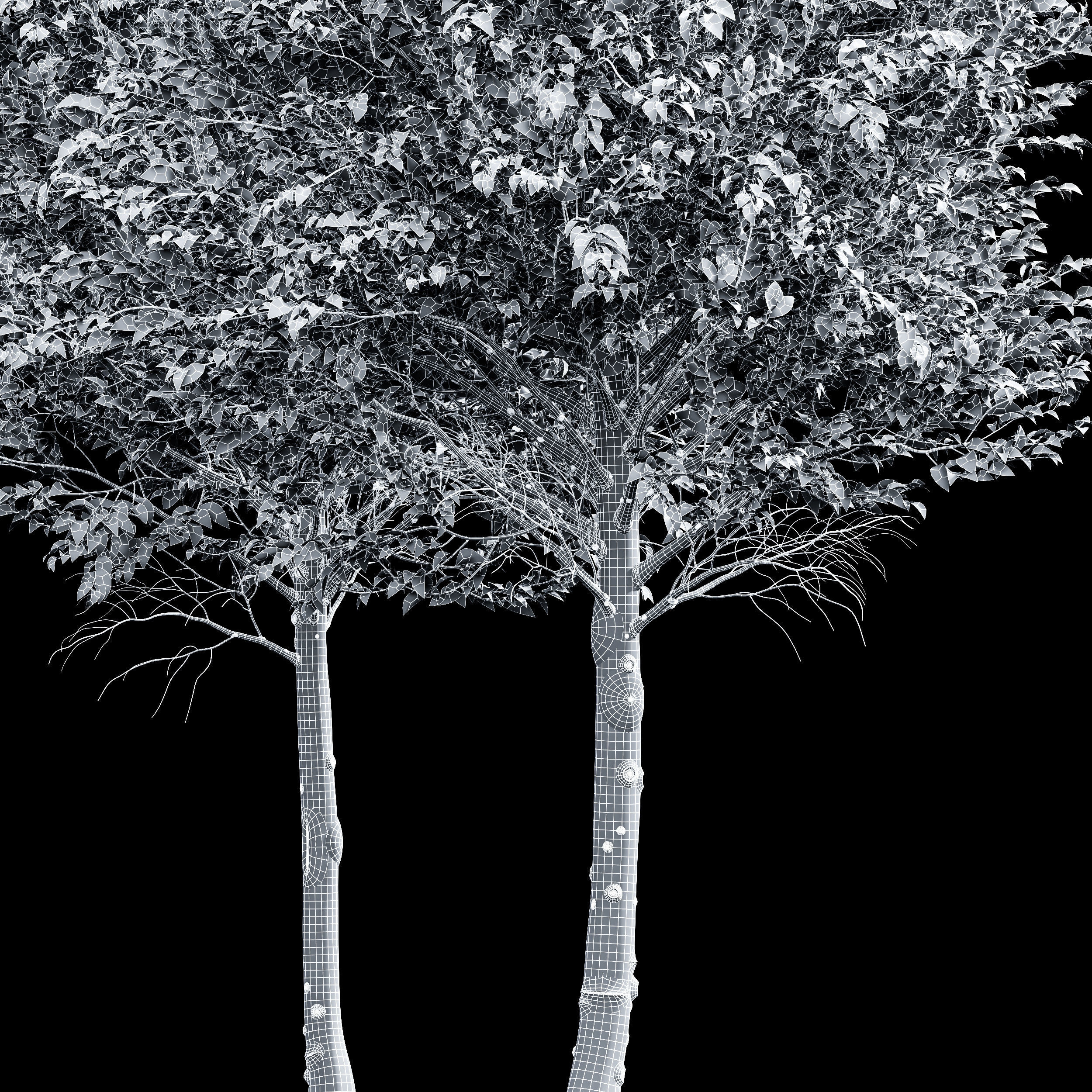 pine tree 3D model_4