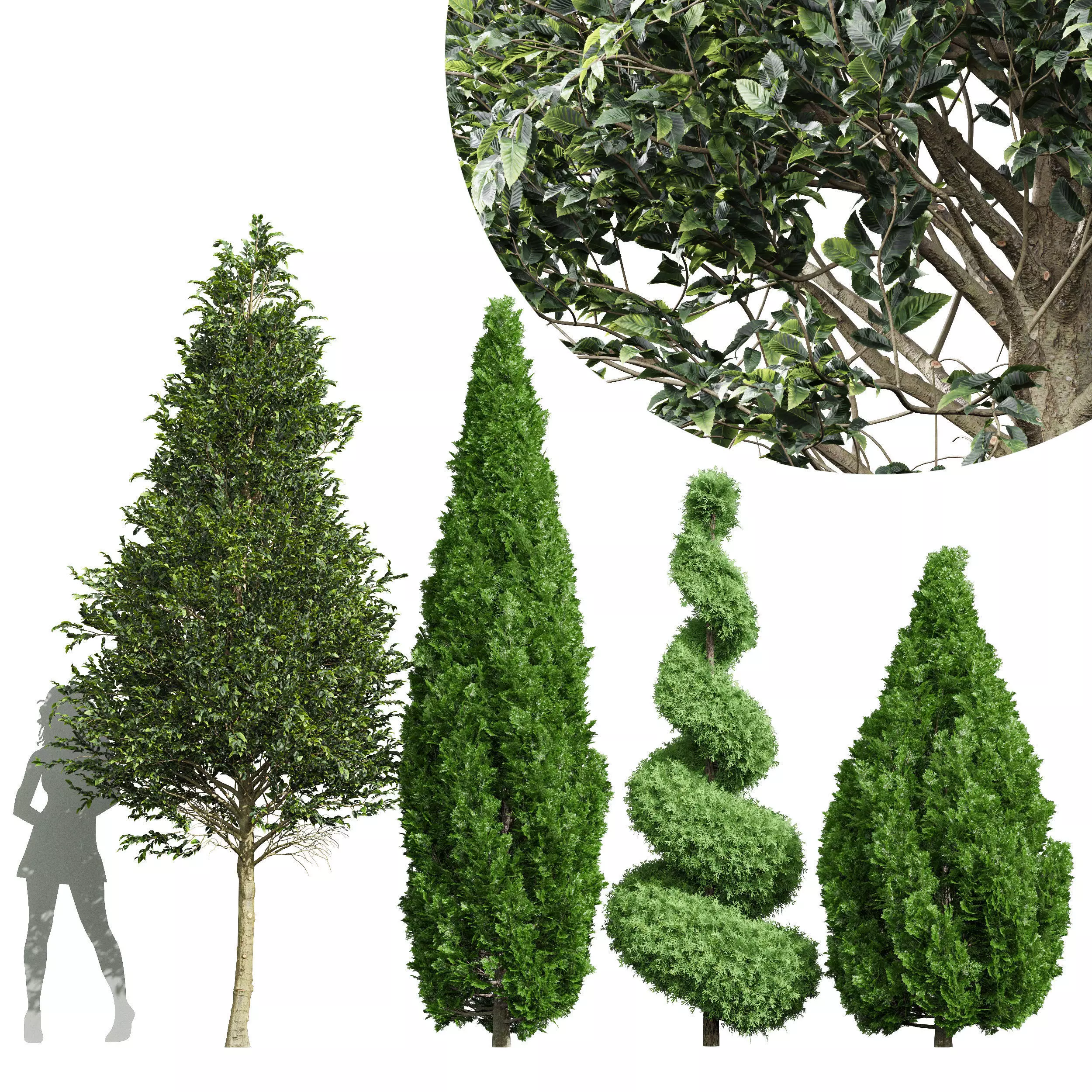 pine tree 3D model_0