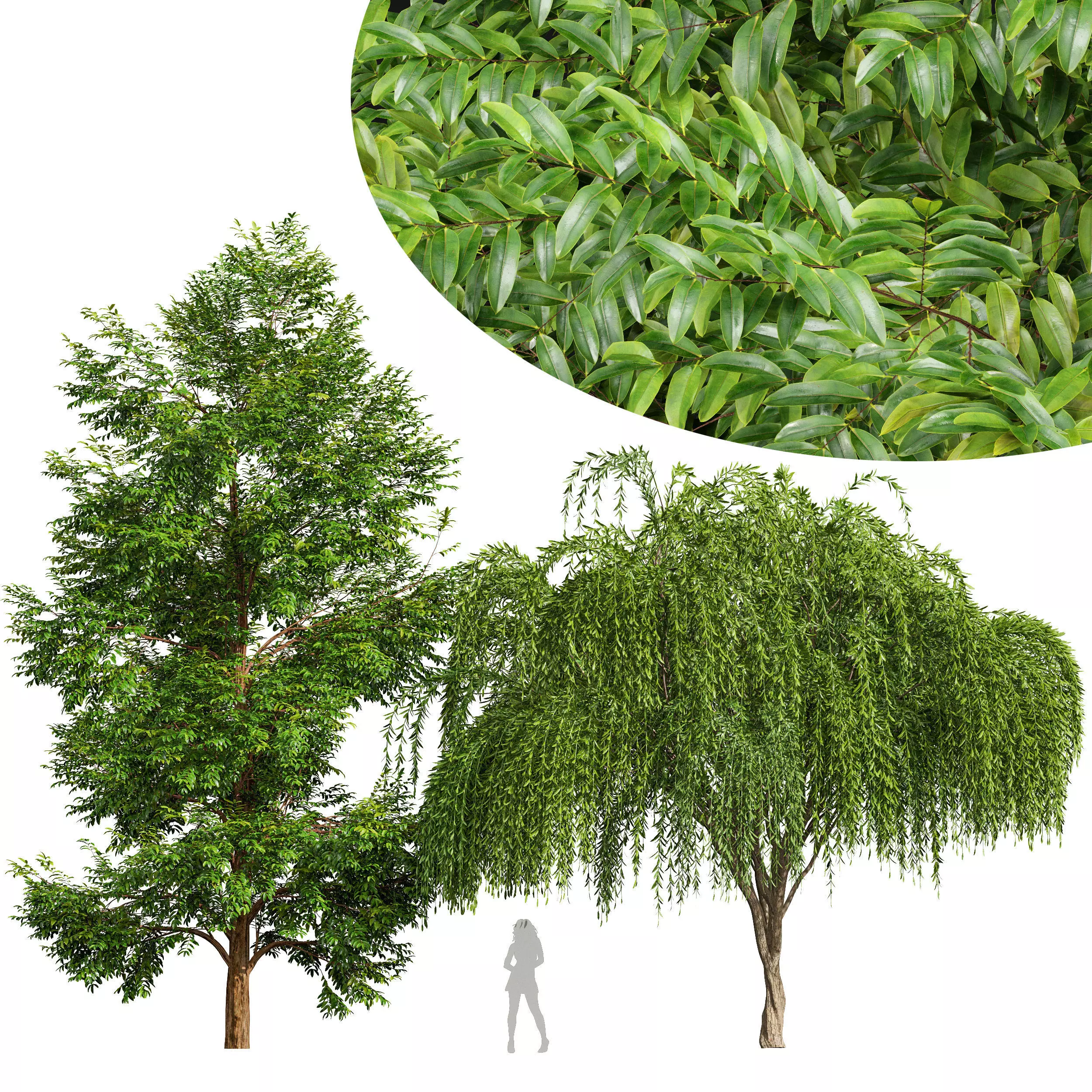Weeping willow and Black locust 3D model