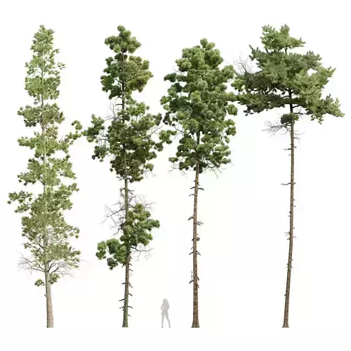 pine trees-Echinata and Palustris and Lepifera and Engelmannii