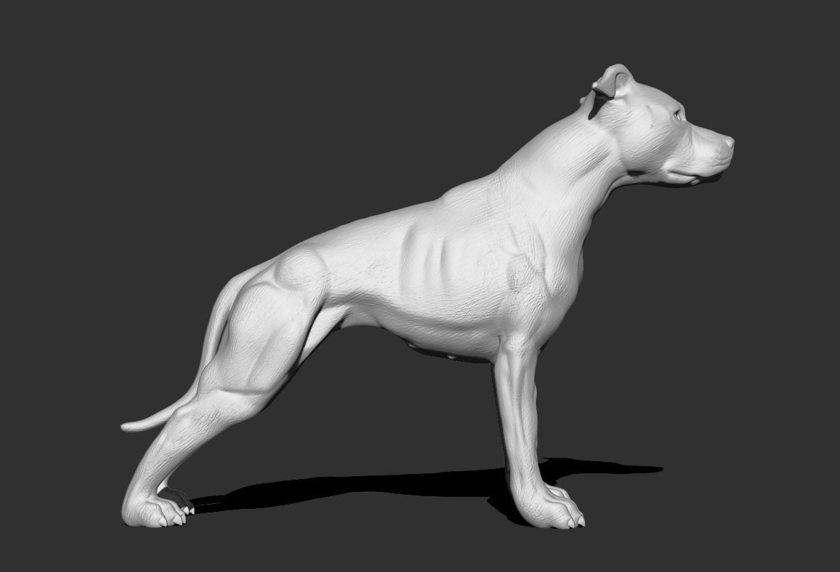 Pitbull  3D print model_2