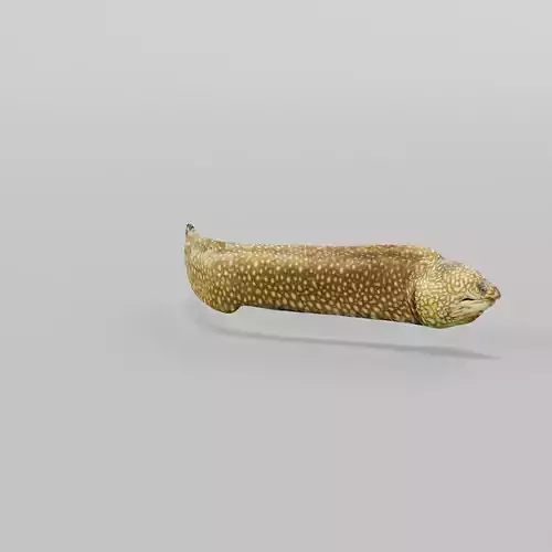 Moray Eel Low-poly 3D model