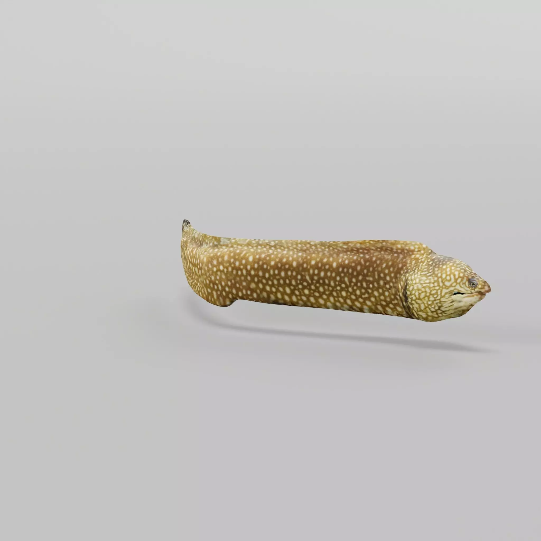 Moray Eel Low-poly 3D model_0