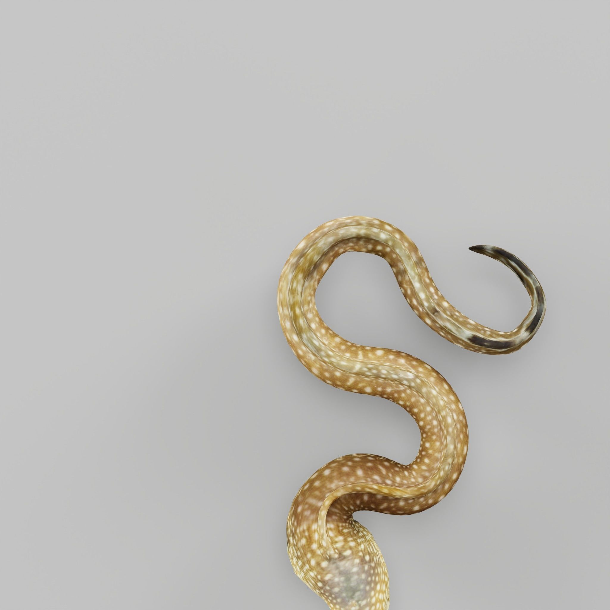 Moray Eel Low-poly 3D model_16