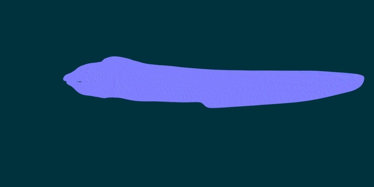 Moray Eel Low-poly 3D model_10