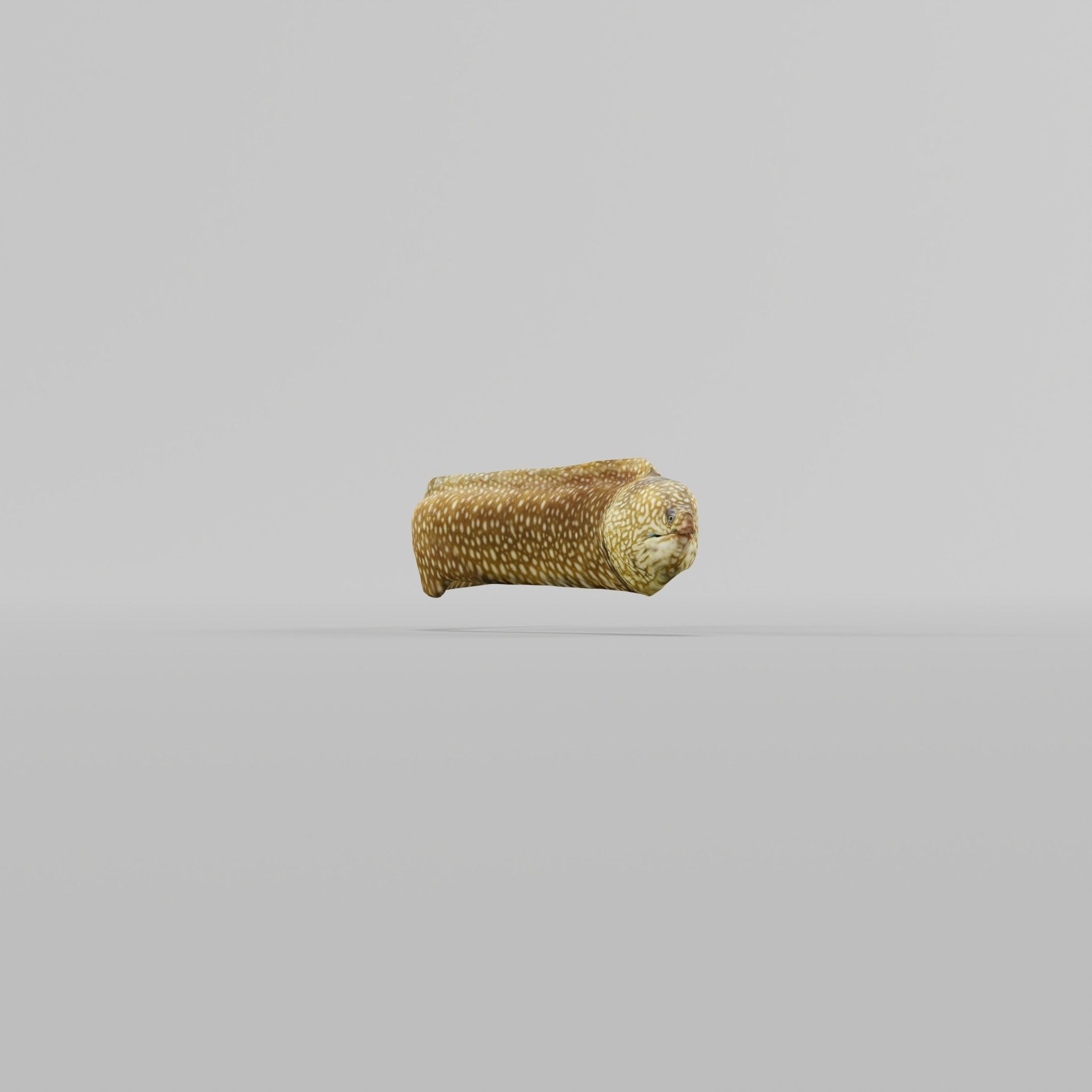 Moray Eel Low-poly 3D model_15