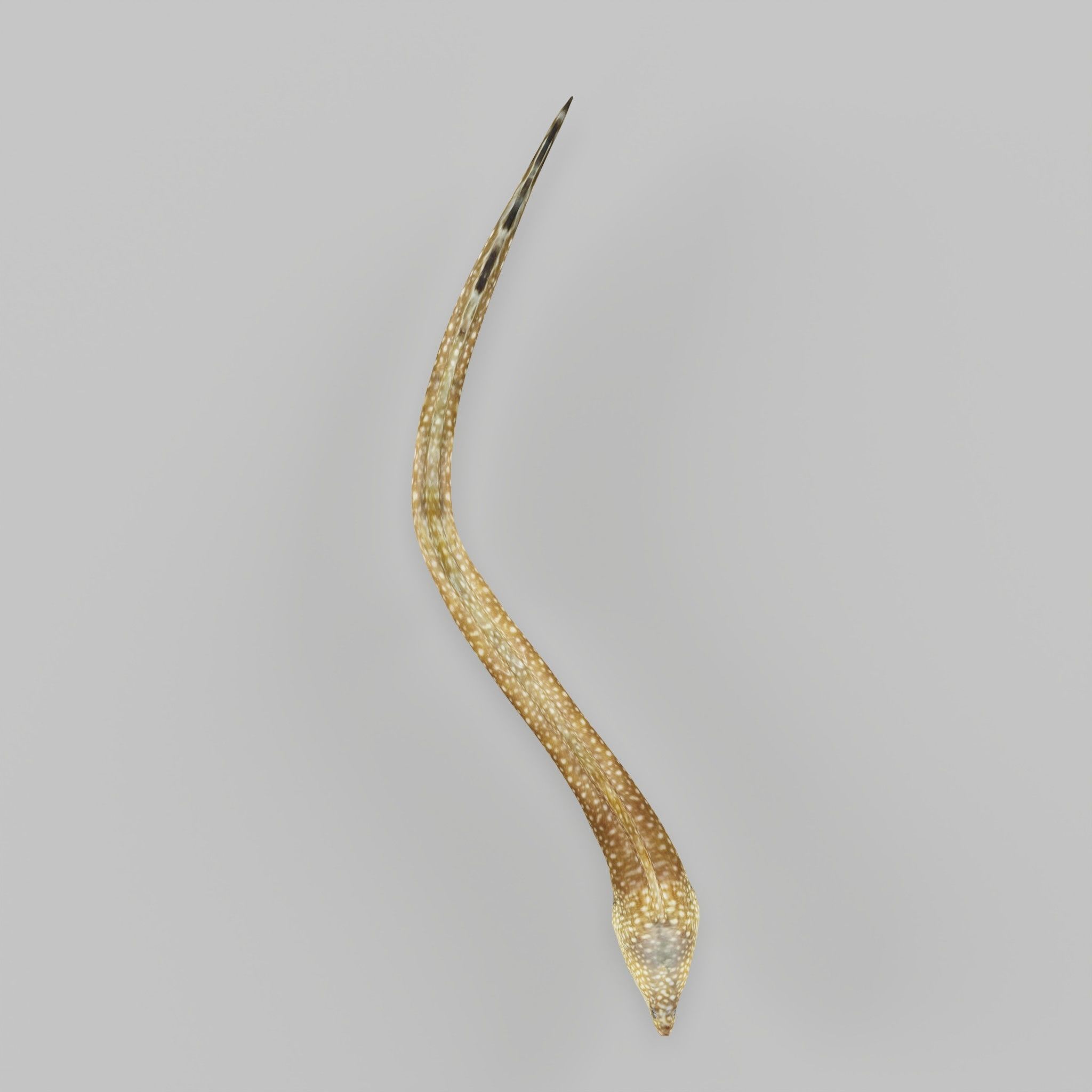 Moray Eel Low-poly 3D model_17