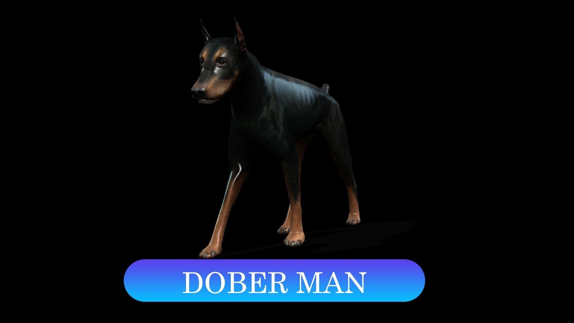 13 Dogs Pack 3D Model Collection Low-poly 3D model_8