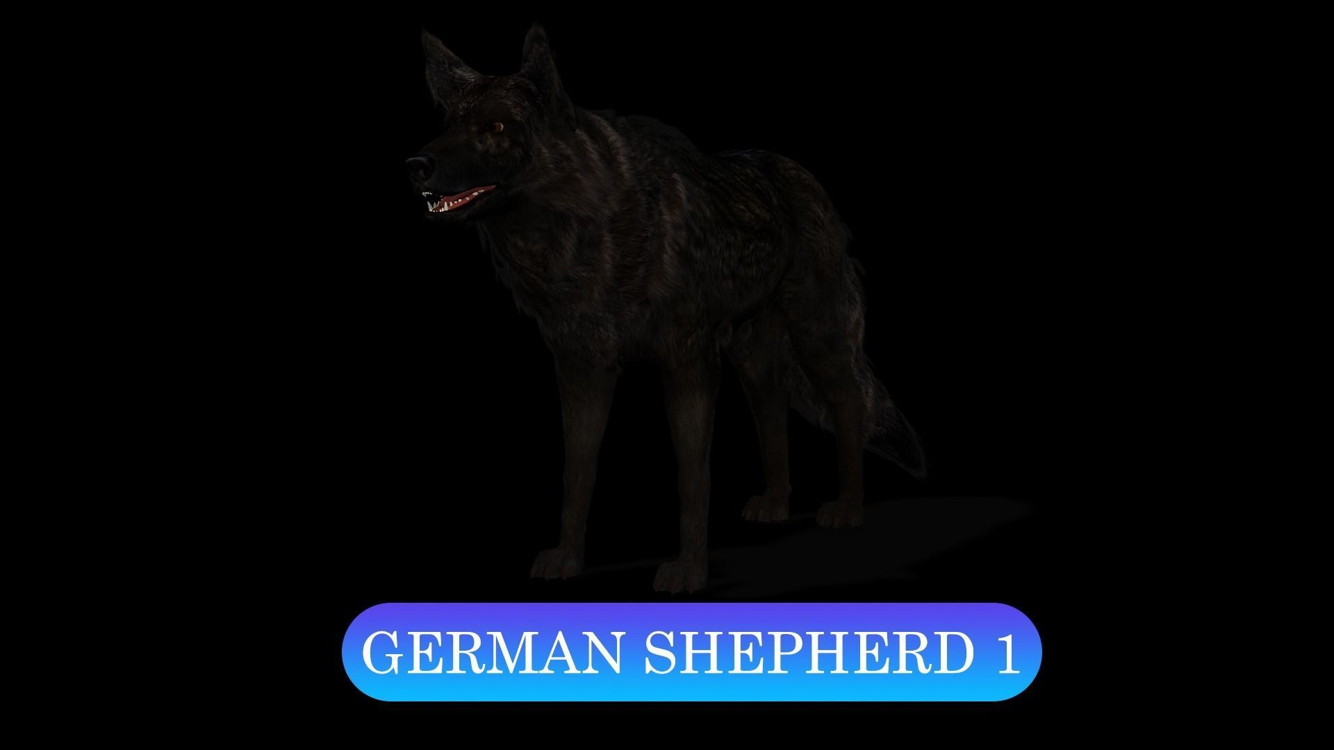 13 Dogs Pack 3D Model Collection Low-poly 3D model_10