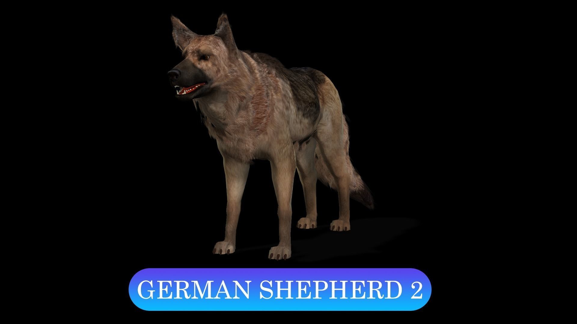 13 Dogs Pack 3D Model Collection Low-poly 3D model_4