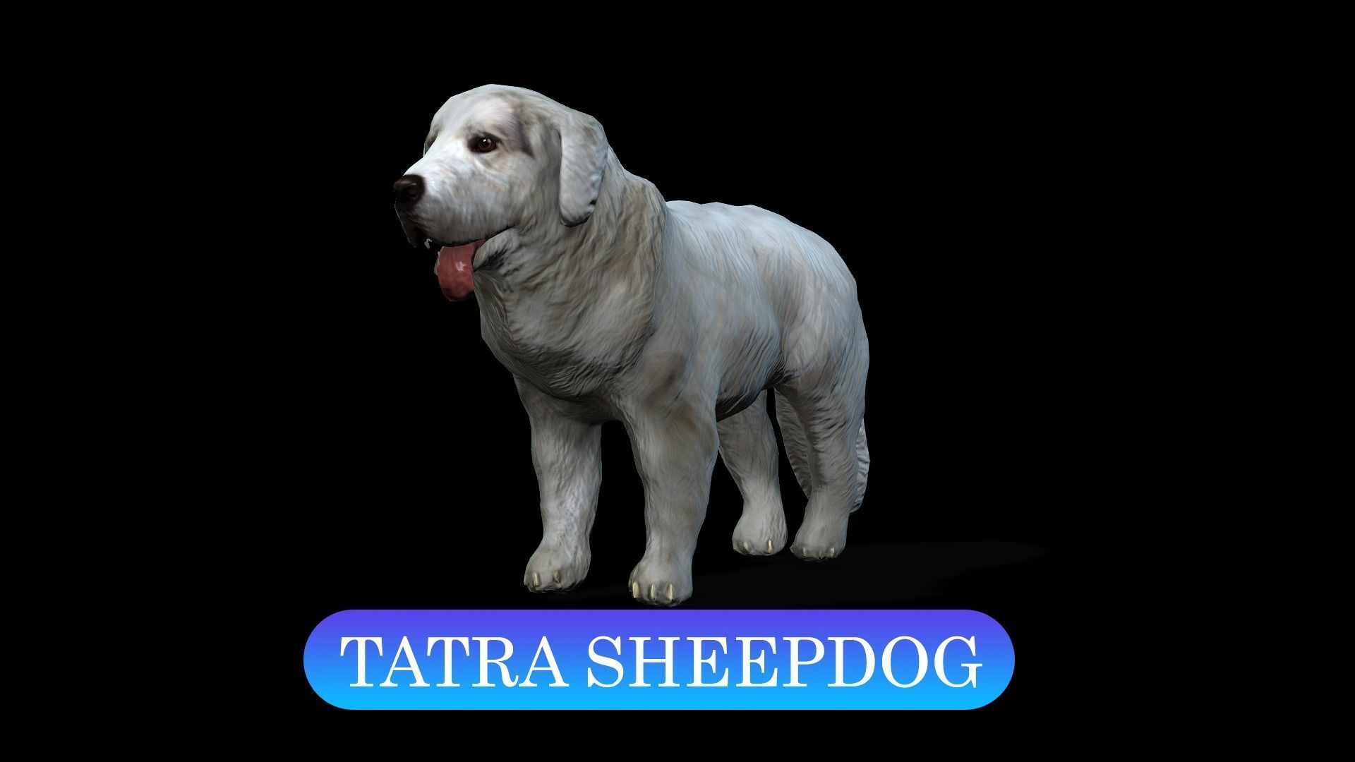 13 Dogs Pack 3D Model Collection Low-poly 3D model_7