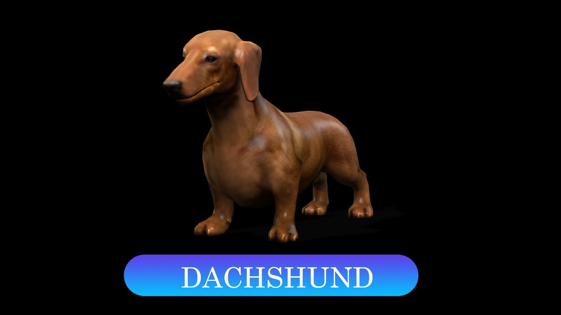 13 Dogs Pack 3D Model Collection Low-poly 3D model_2