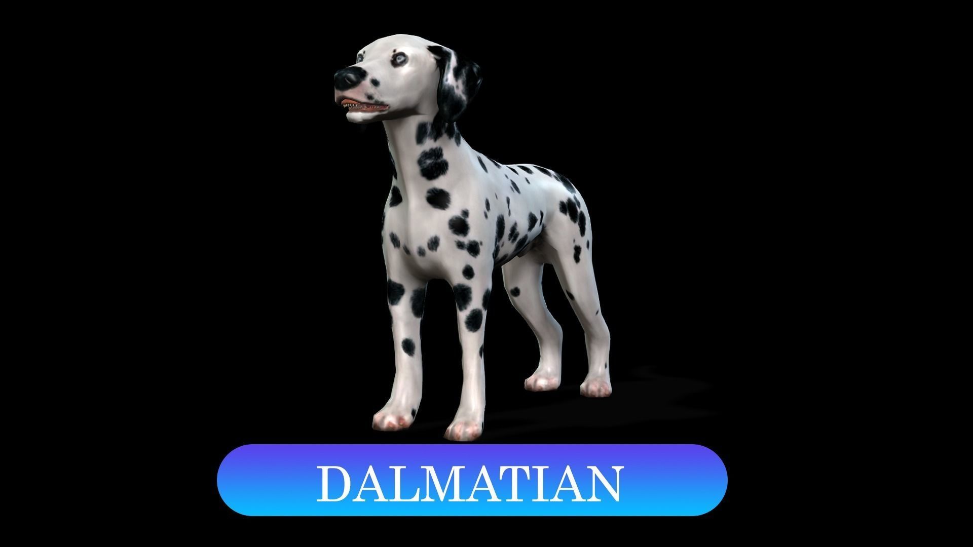 13 Dogs Pack 3D Model Collection Low-poly 3D model_6