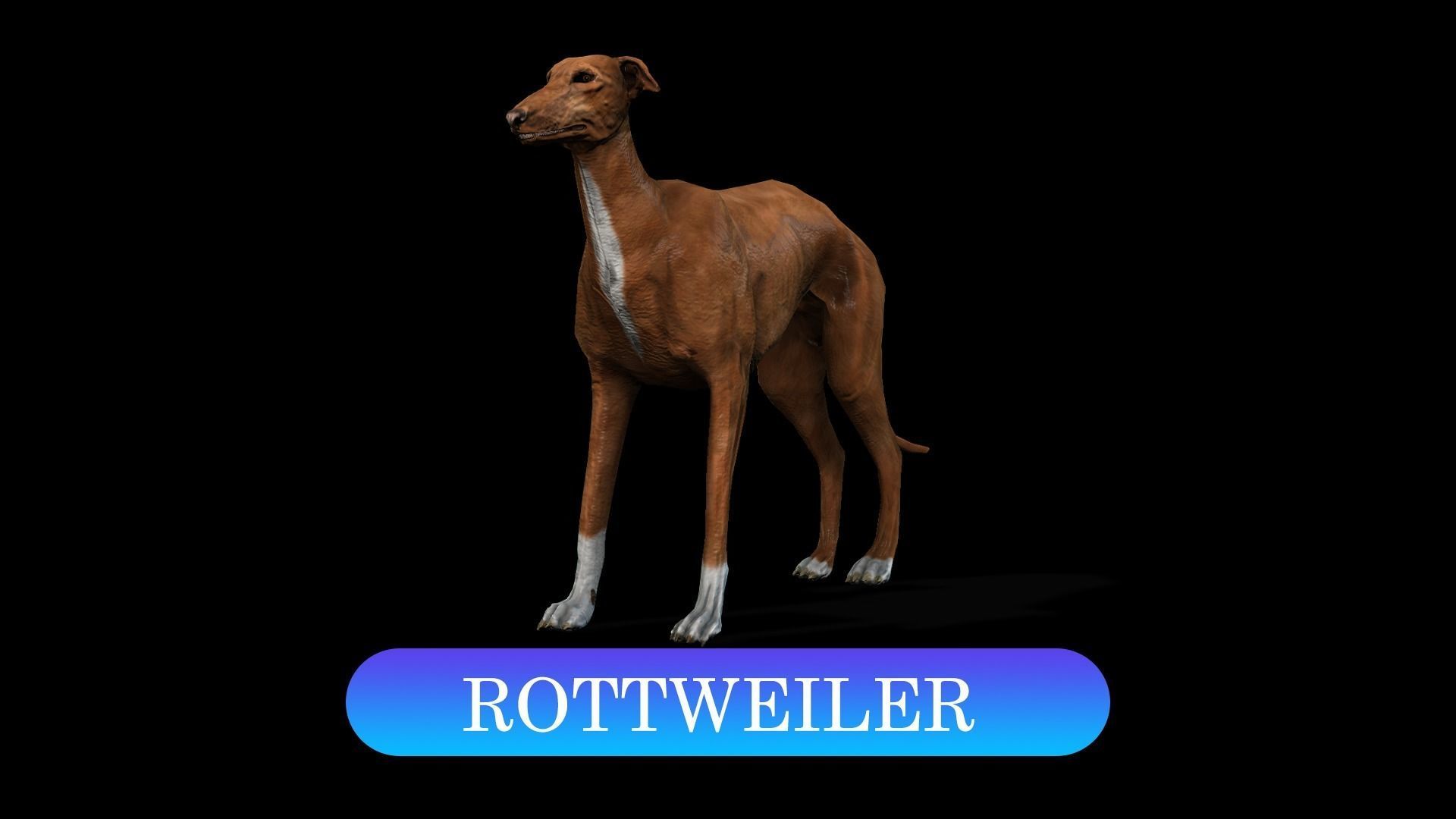 13 Dogs Pack 3D Model Collection Low-poly 3D model_5