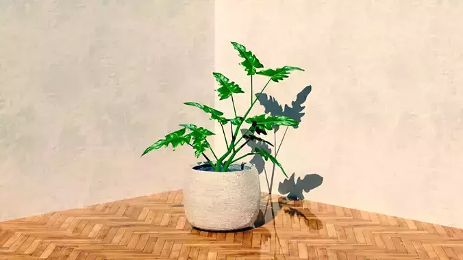 Living room Plant