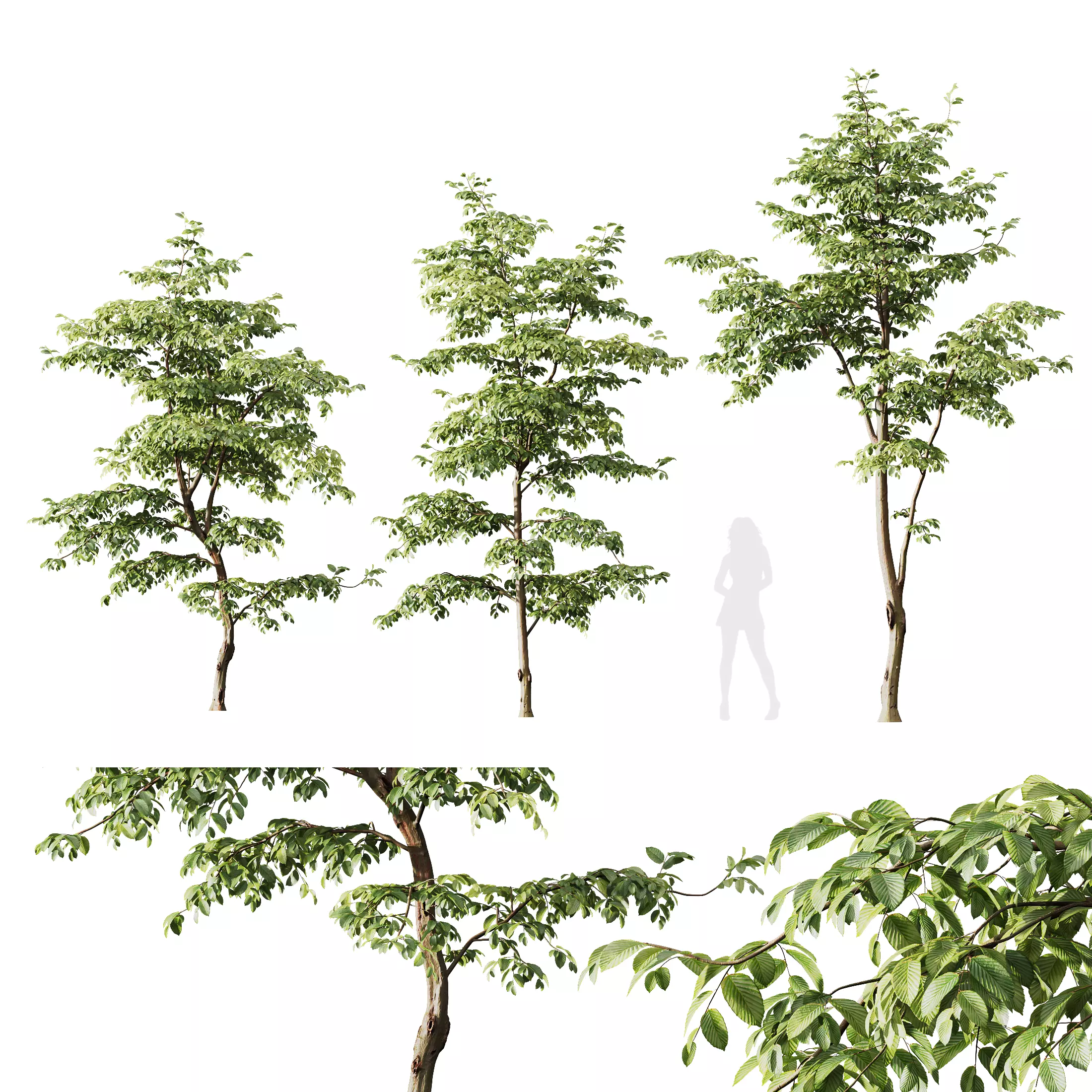 Plants Carpinus Betulus 3D model