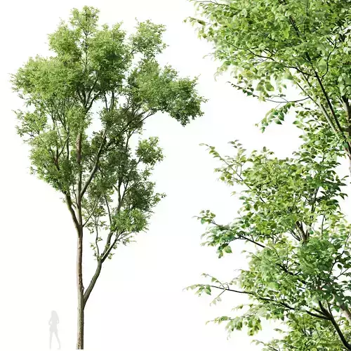 Plants Celtis Australis 3D model
